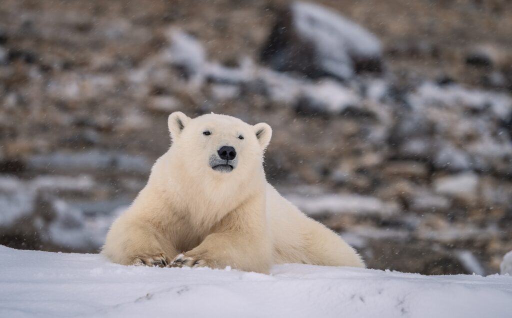 Polar bear
