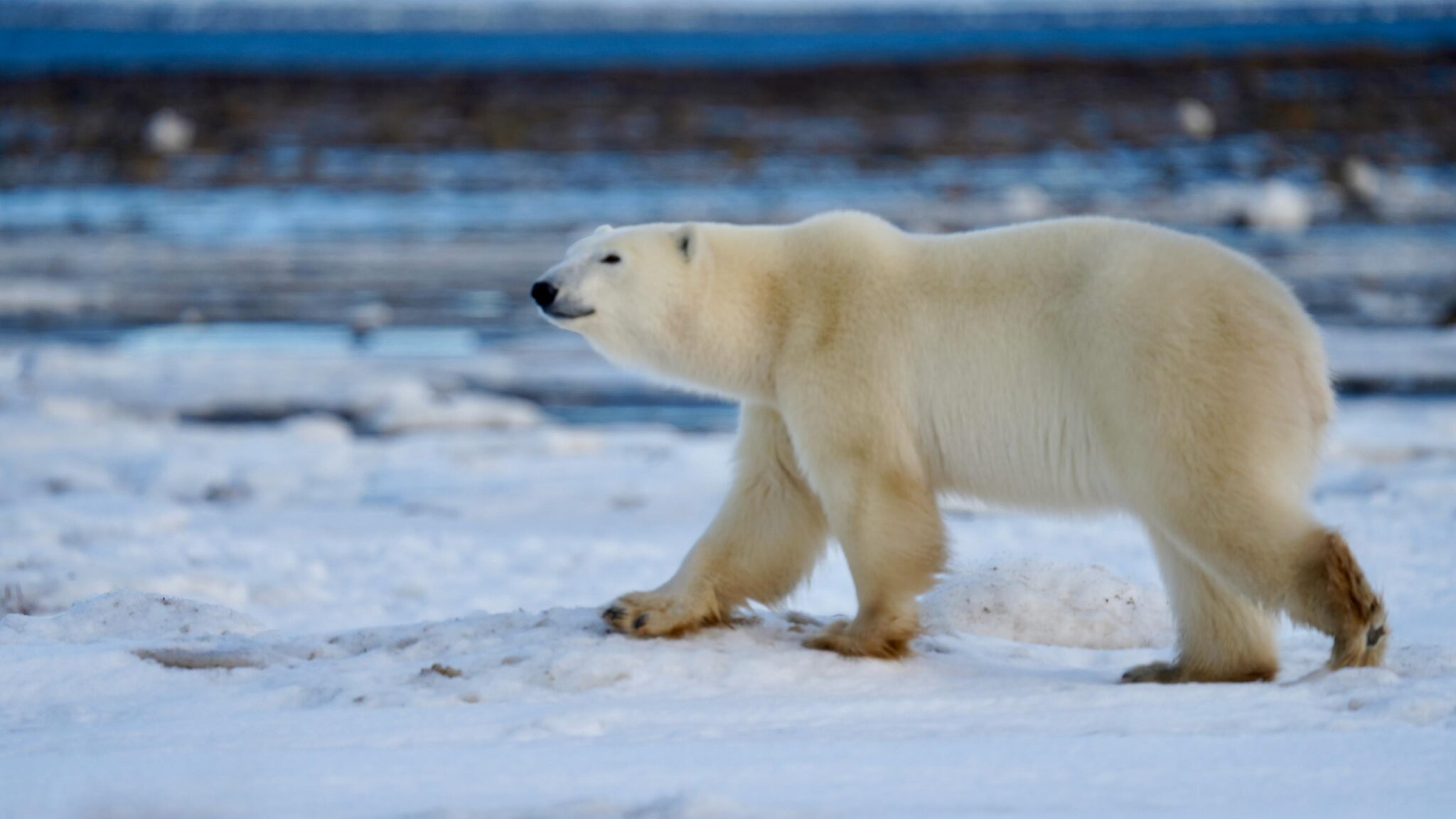 Polar Bear Town - Polar Bear Alley
